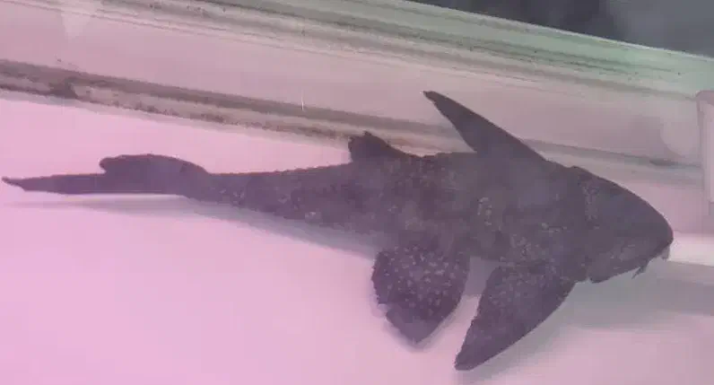 ماهی لجنخوار|ماهی|تهران, صادقیه|دیوار