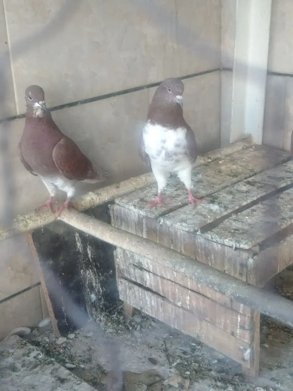 ۴ جفت کفتر نر و ماده آماده پرشی درجه یک|پرنده|نجفآباد, فردوسی شمالی|دیوار