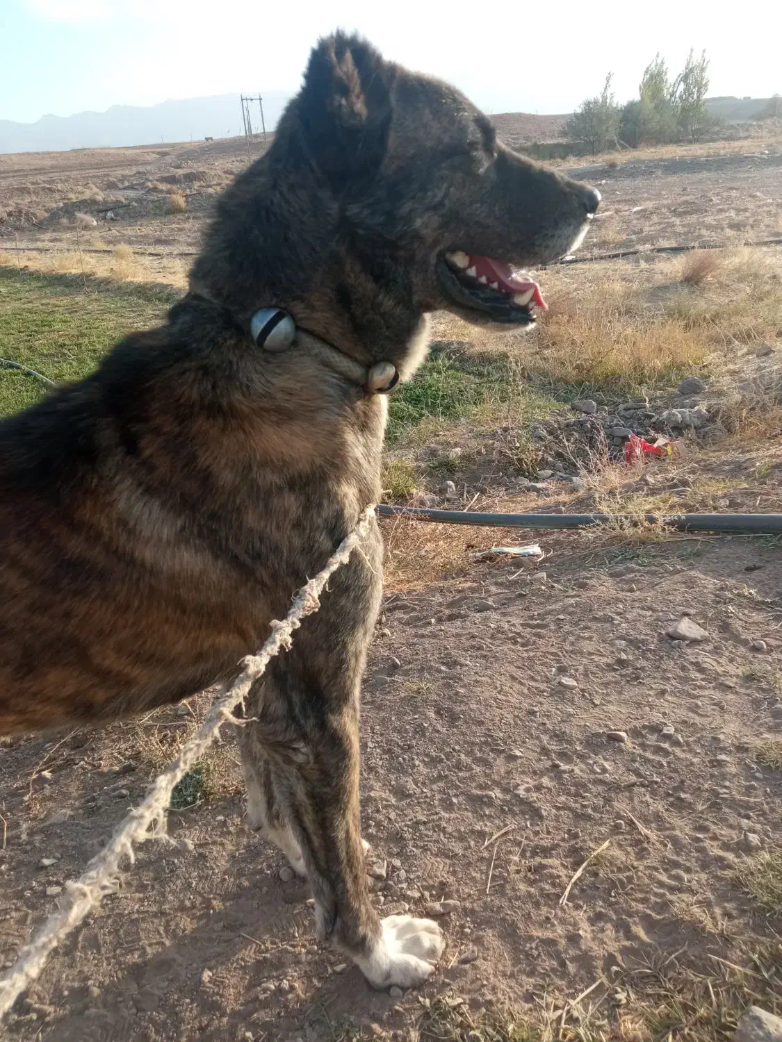 سگ نر دیونه|سگ|بالا ولایت, |دیوار