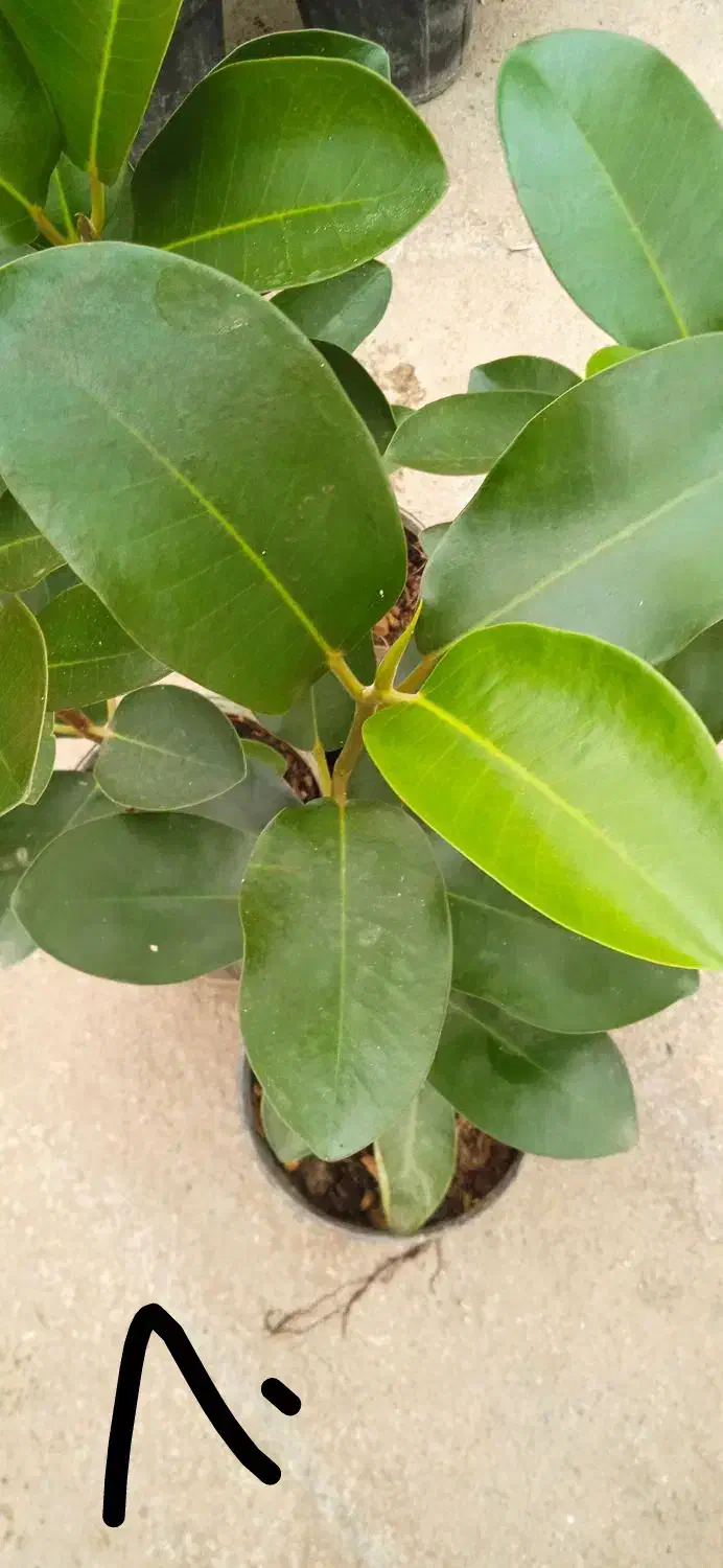 گل کلکسیون وسالنی|کلکسیون و سرگرمی|بروجرد, |دیوار