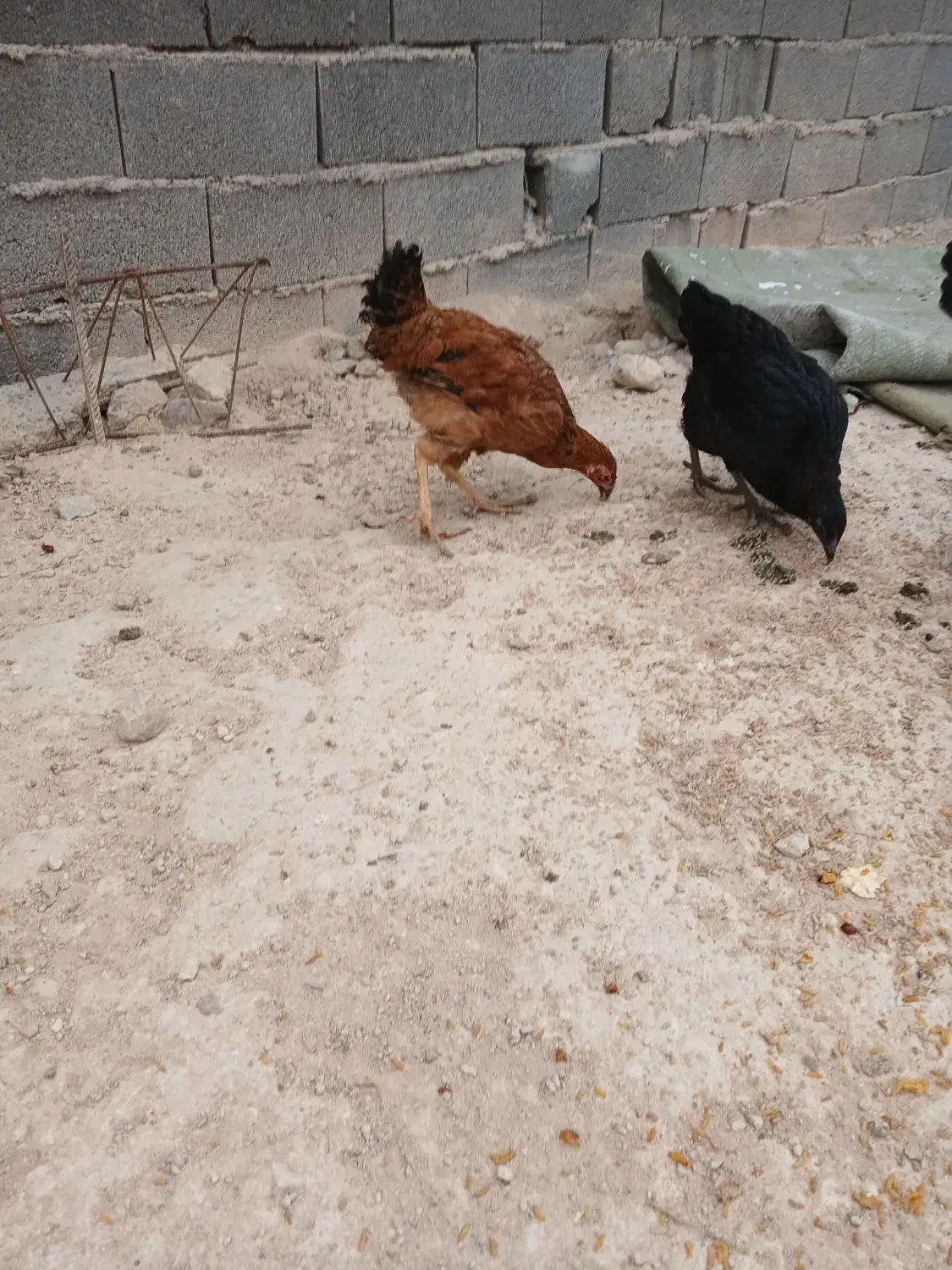 سلام بوقلمون بوربور و دوتا جوجه مرغ بزرگ|حیوانات مزرعه|بجنورد, |دیوار