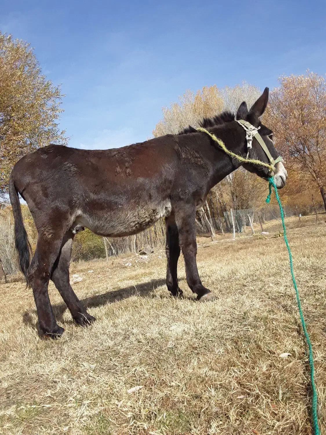 خر الاغ نر جوان بزرگ|حیوانات مزرعه|تیکمه داش, |دیوار