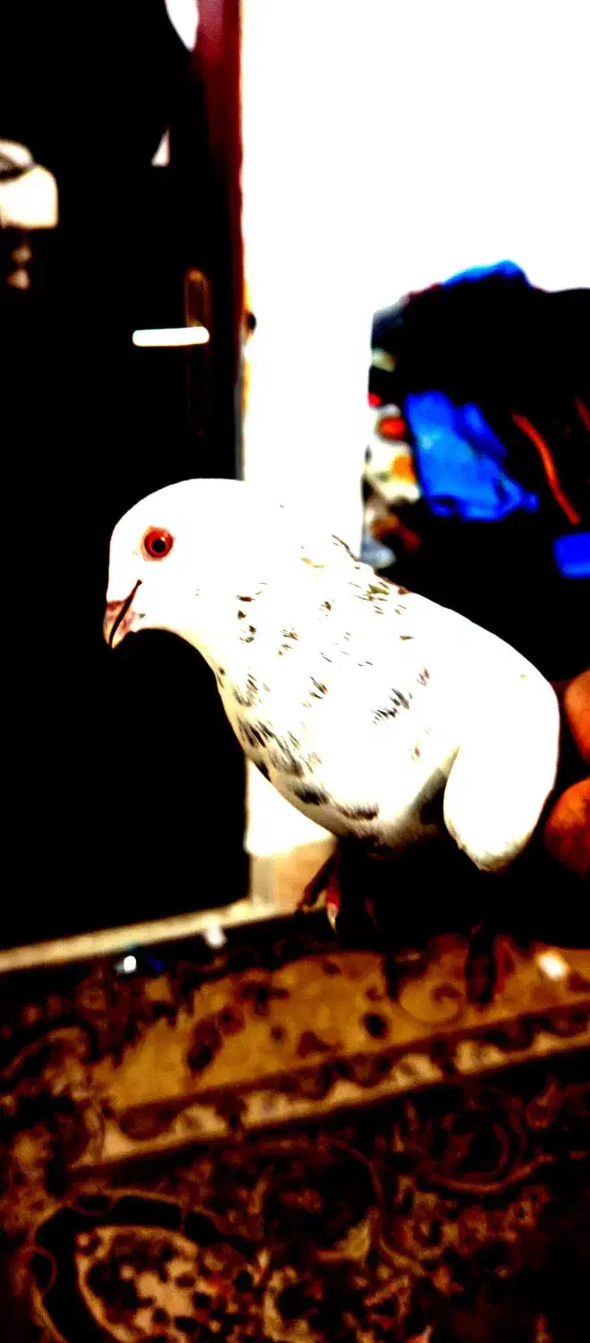 کبوتر تک|حیوانات|گرگان, |دیوار