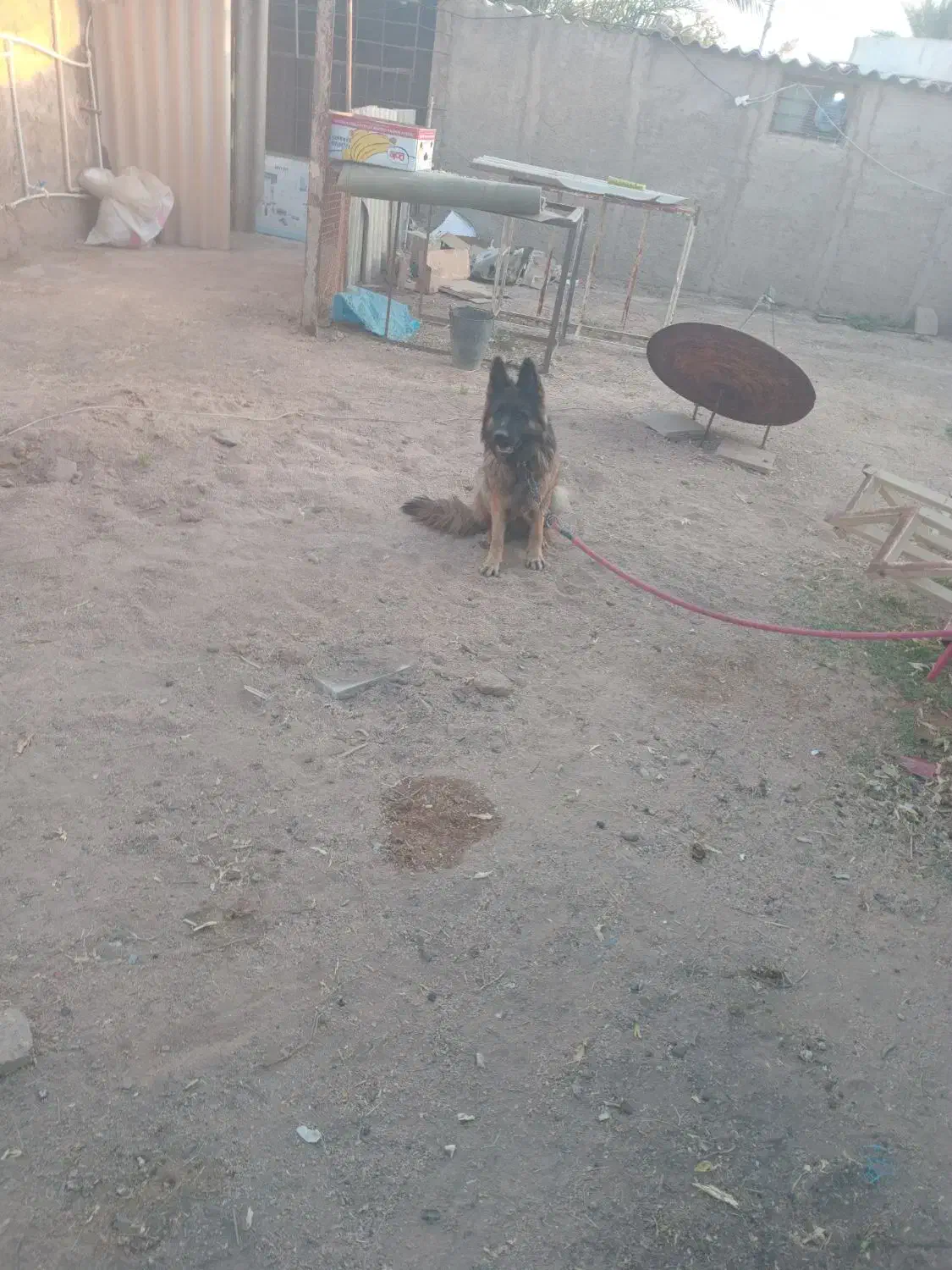 سگ ماده ژرمن شولان. اصل ژرمنی|سگ|طبس, |دیوار