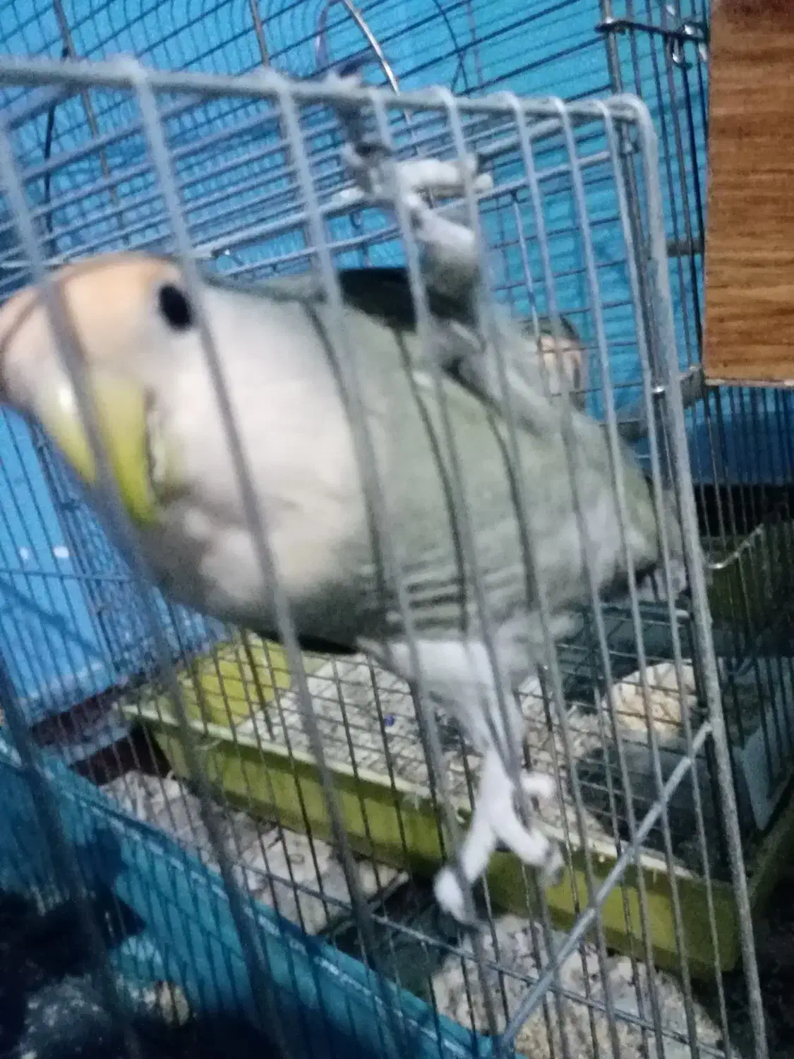 طوطی برزیلی نر معاوضه|پرنده|کوهسار (البرز), |دیوار