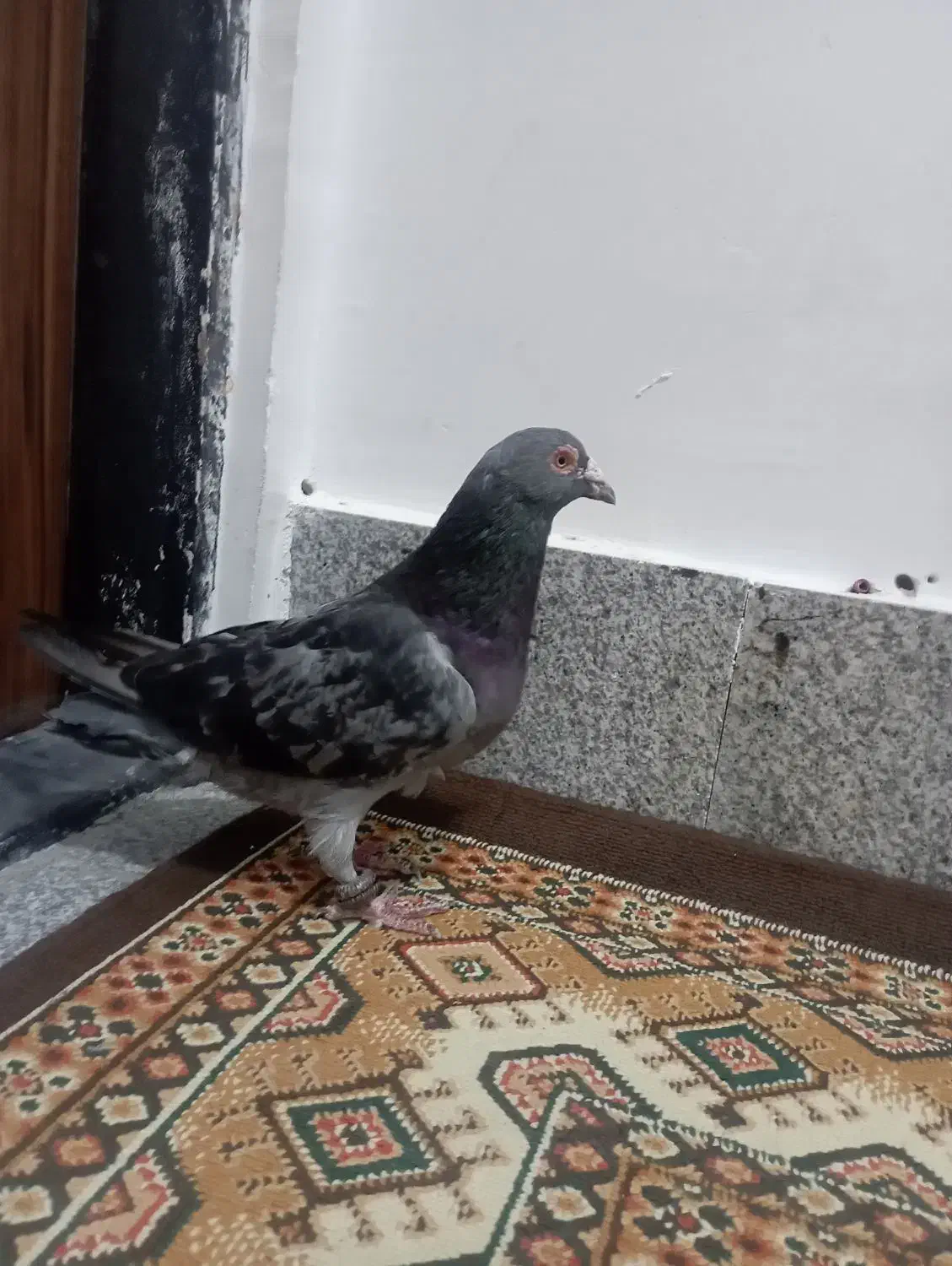  کفتر|پرنده|مشهد, شهید احمدی روشن|دیوار