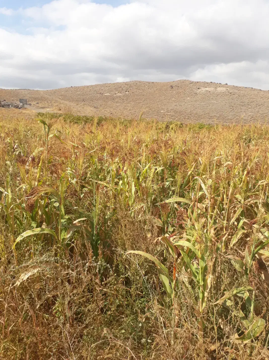 سوپورگه(جاروی سنتی ) مشکین|لوازم نظافت|مشگین شهر, |دیوار