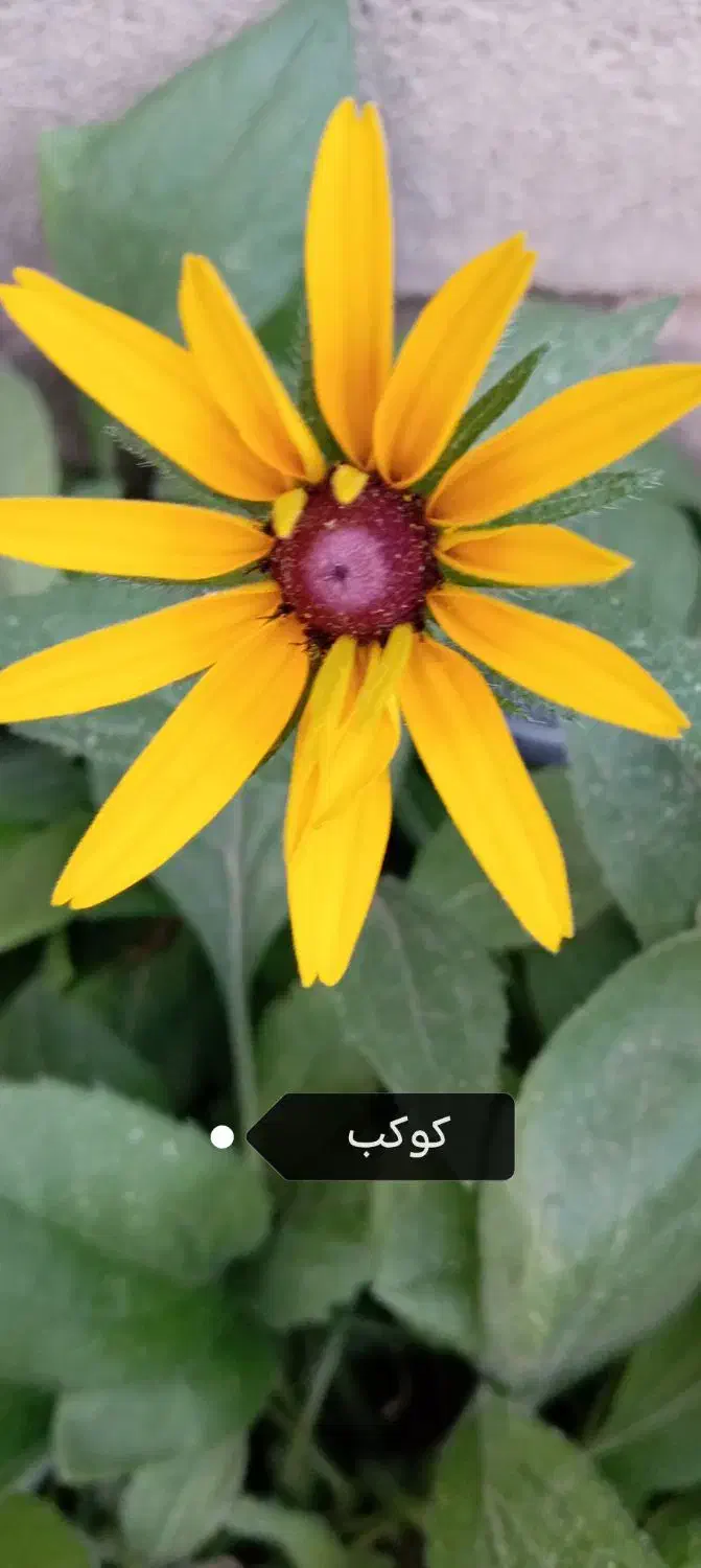 بذرگل های فصلی|گل و گیاه طبیعی|کرمان, |دیوار