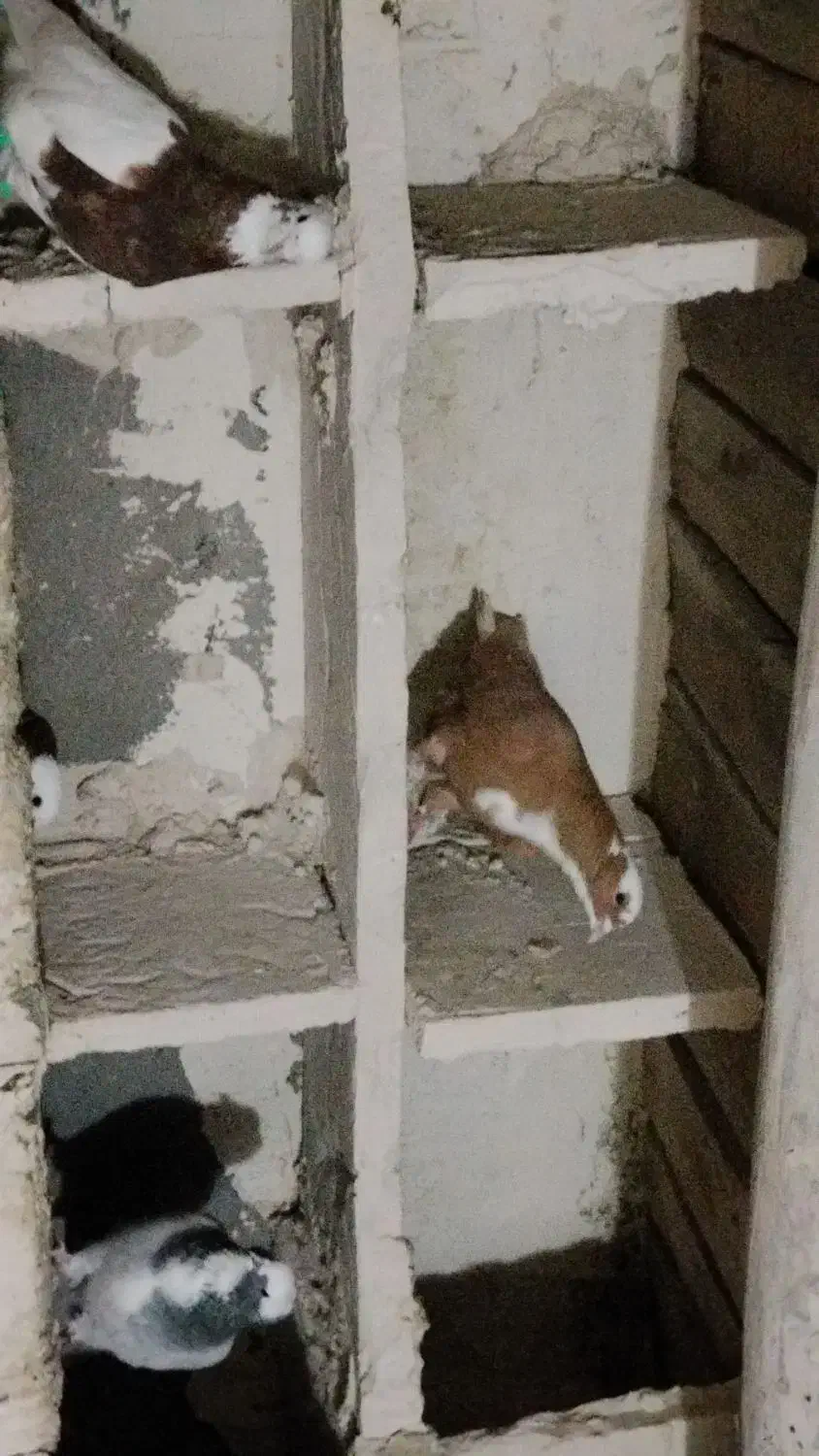 گوش|پرنده|بناب, |دیوار