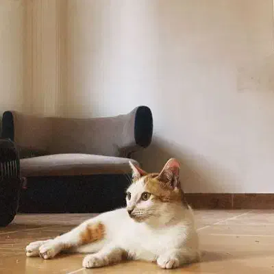 واگذاری گربه در رشت|گربه|رشت, معلولین|دیوار