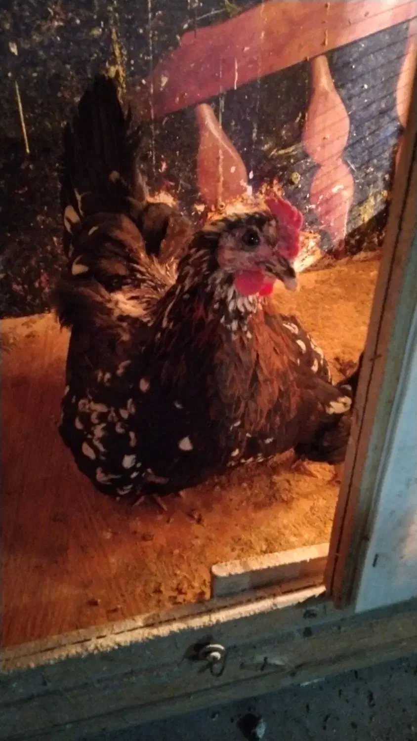 مرغ وخروس گلین|حیوانات مزرعه|رباط‌کریم, نصیرشهر|دیوار