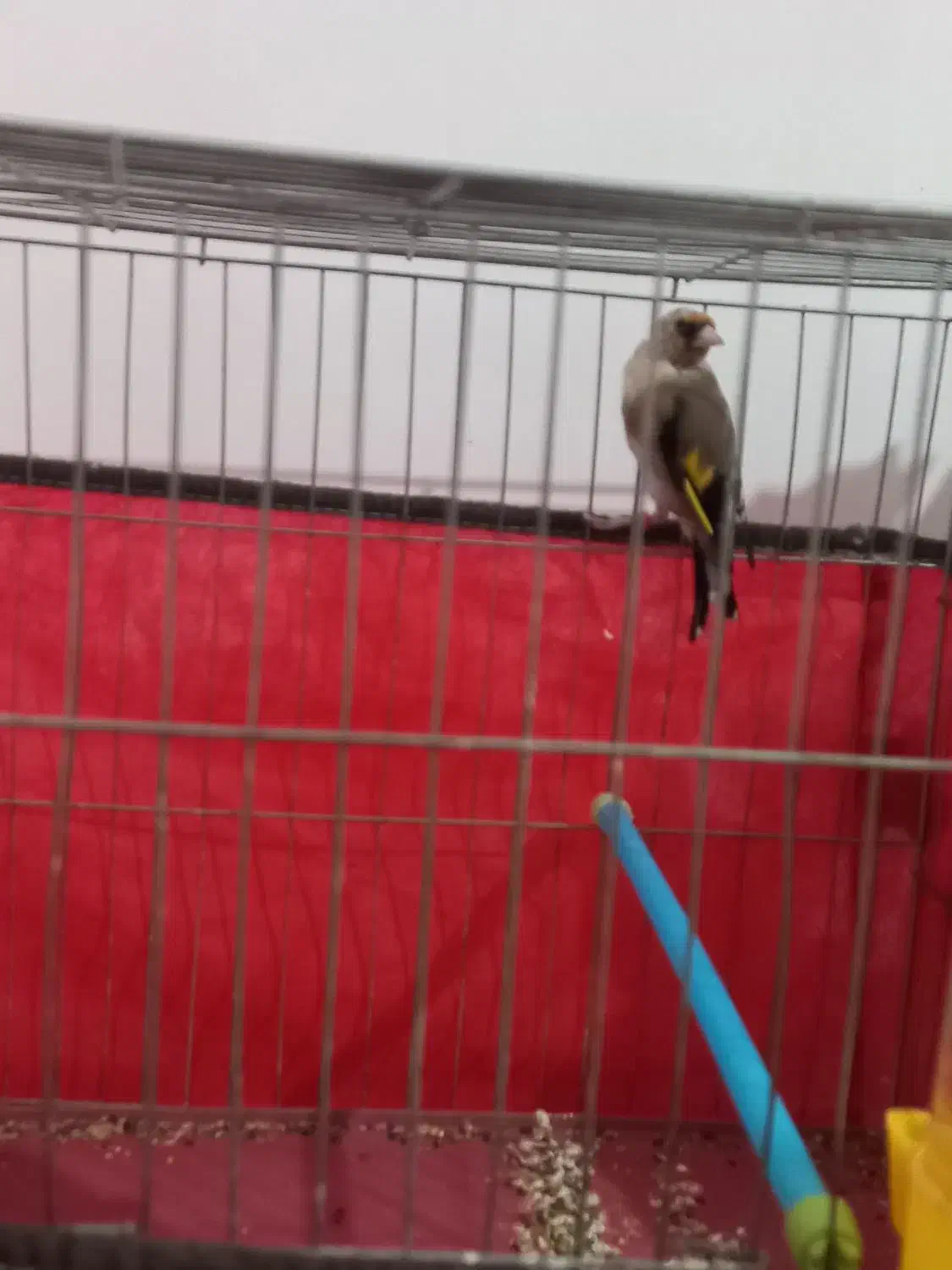 جوجه سهره|پرنده|تکاب, |دیوار