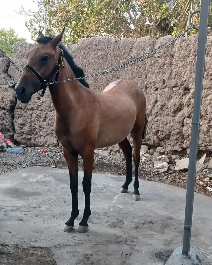 اسب|اسب و تجهیزات اسب‌سواری|بم, |دیوار