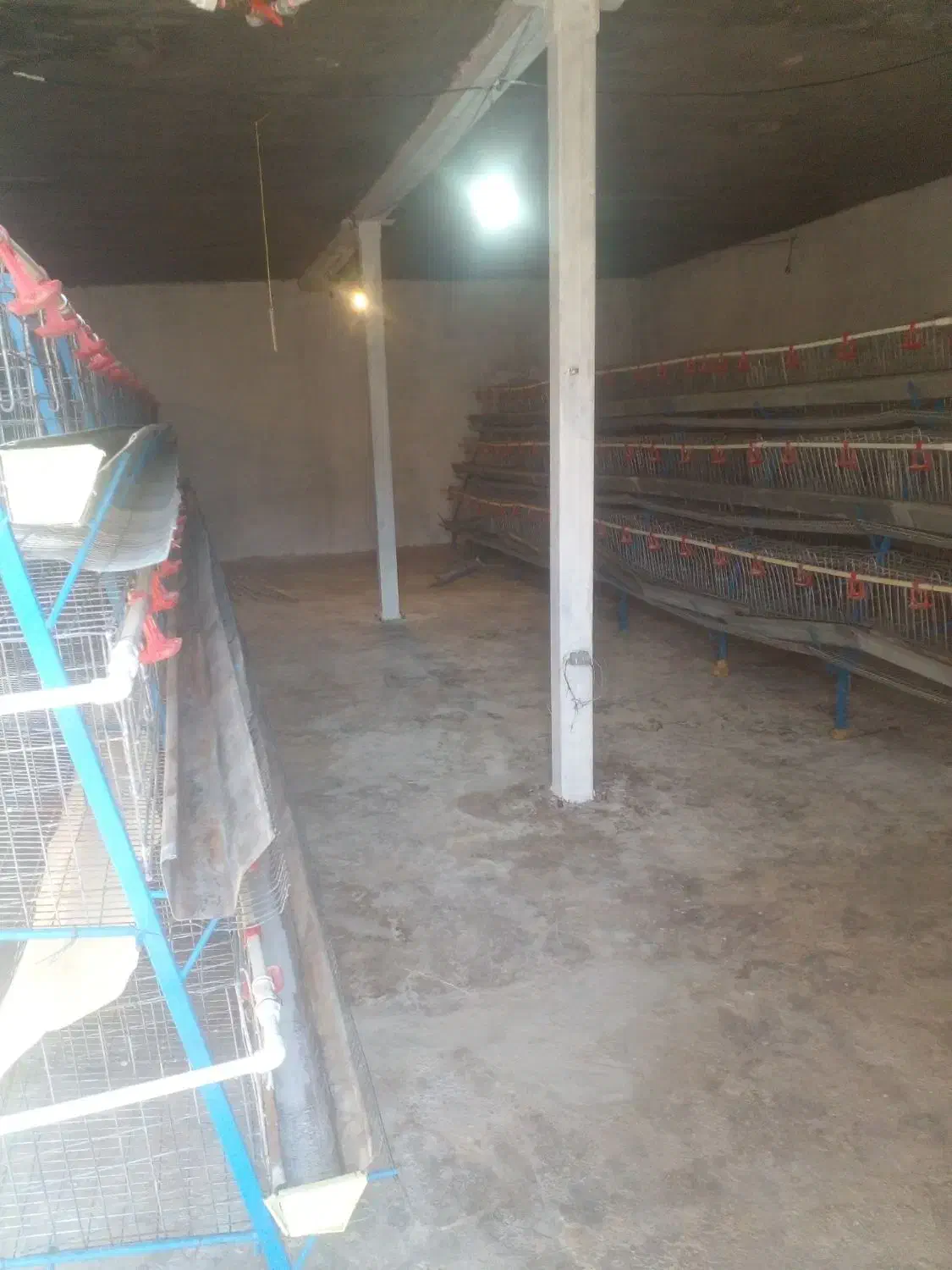 قفس مرغ تخمگذار|لوازم جانبی حیوانات|ایوان, |دیوار