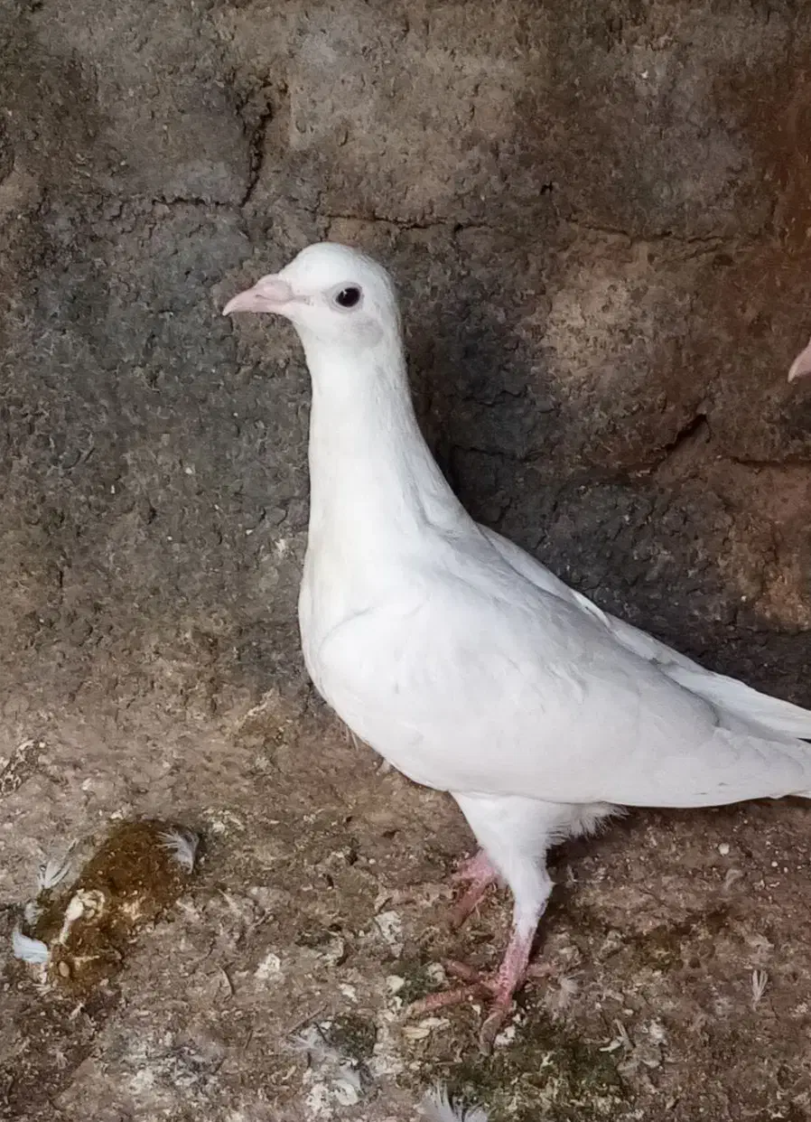 2 سفید آلمانی|حیوانات|چناران, |دیوار