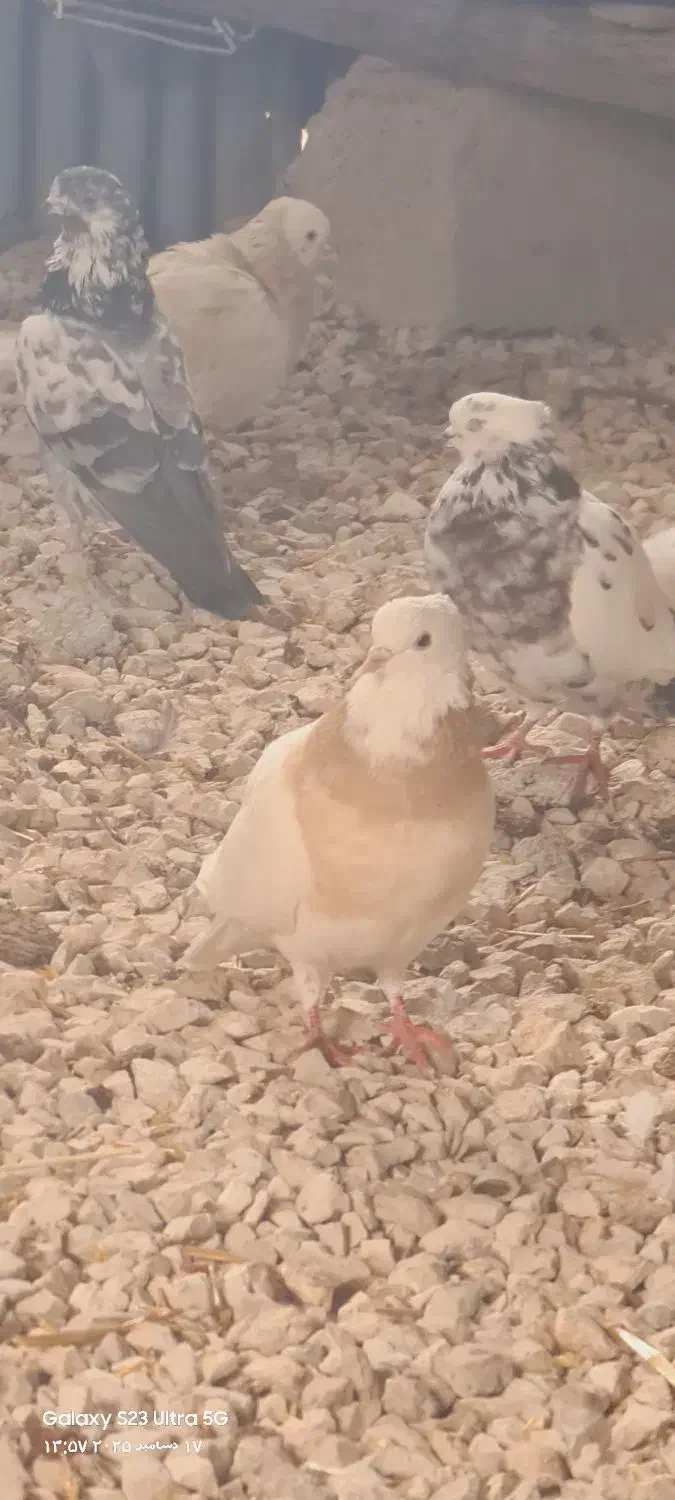 کبوترطوقی|پرنده|سرپل ذهاب, |دیوار