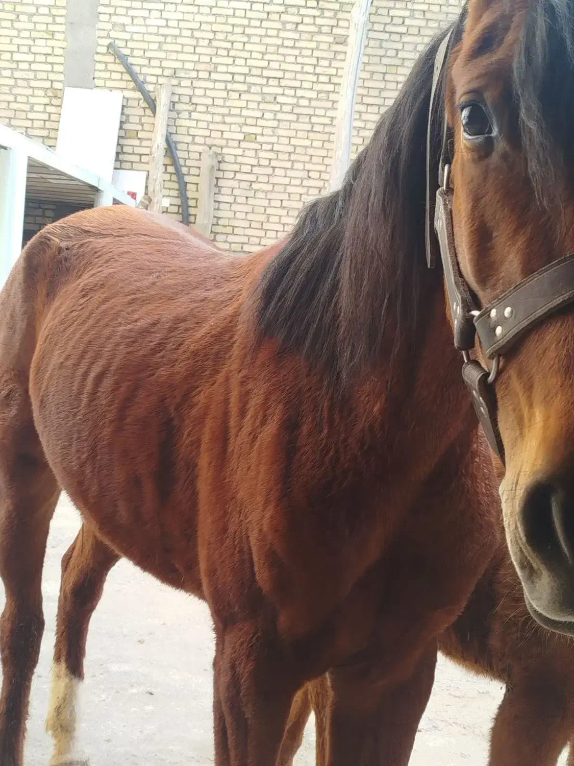 اسب|اسب و تجهیزات اسب‌سواری|لالجین, |دیوار