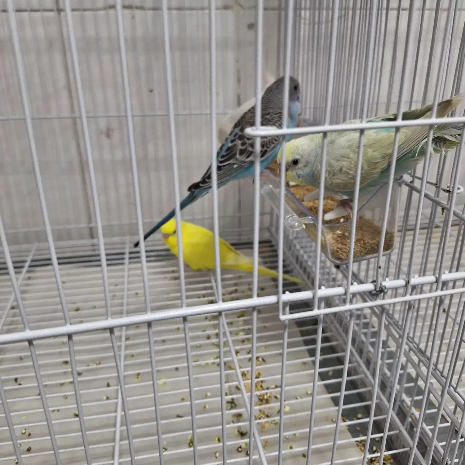 قناری . فنچ و مرغ عشق|پرنده|تربت‌حیدریه, شهرک ولیعصر|دیوار