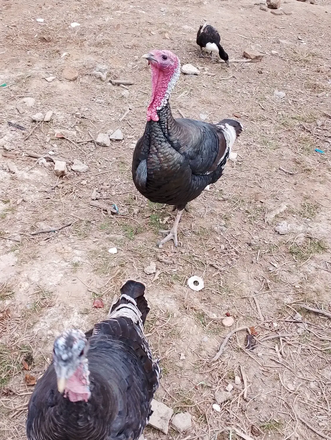 یه جفت بوقلمون برونز1ساله سرحال.|حیوانات مزرعه|مزرعه کتول, |دیوار