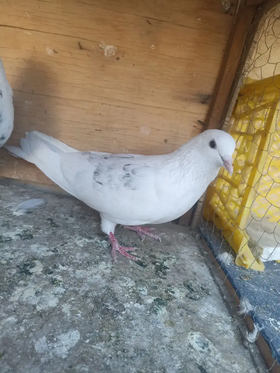 کفتر پرشی|پرنده|کهریزک, |دیوار