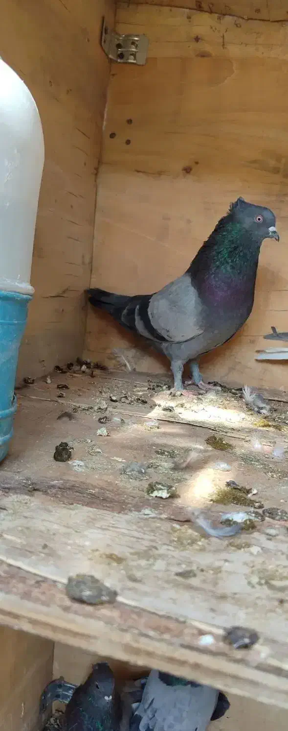 فروش سبز نر|پرنده|نرماشیر, |دیوار