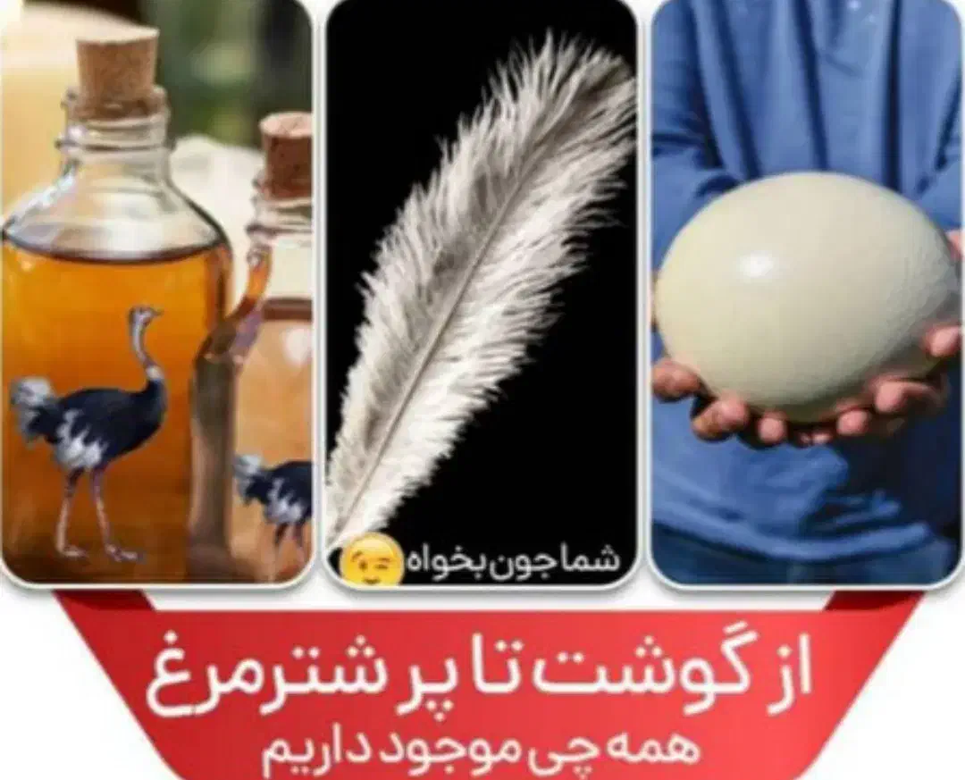 کهره بره گاوگوساله میش بزه خوردنی|حیوانات مزرعه|یاسوج, |دیوار