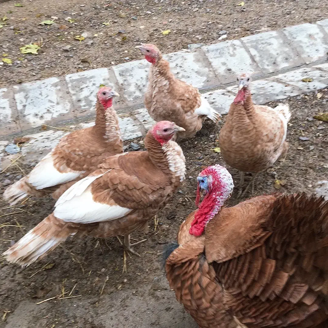 بوقلمون جوان وسالم|حیوانات مزرعه|میانه, |دیوار