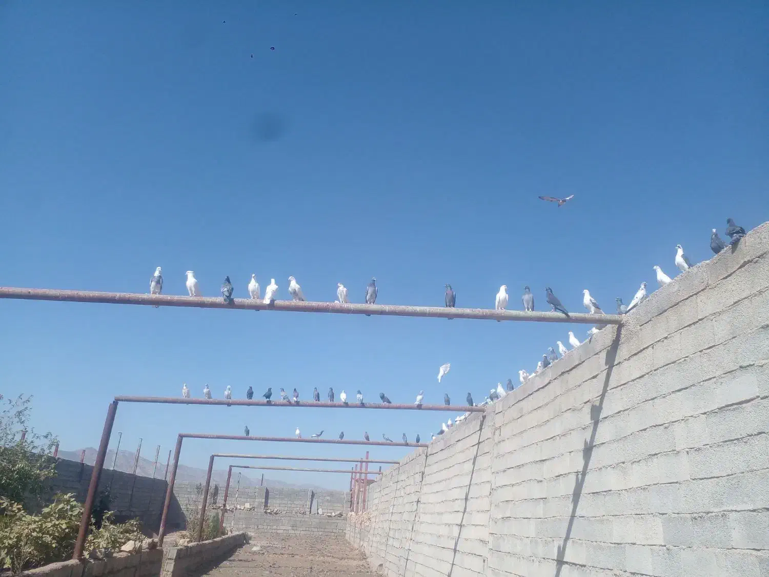 فروش فوری ۸۰عدد کبوتر ناب وپرشی|پرنده|کوهدشت, |دیوار