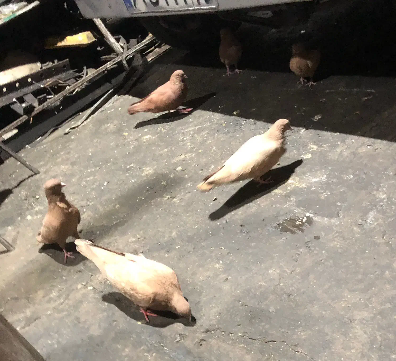 فروش فوری|پرنده|مراغه, |دیوار