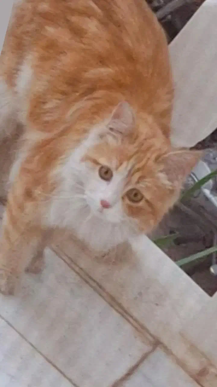 گربه گم شده|حیوانات|یزد, |دیوار