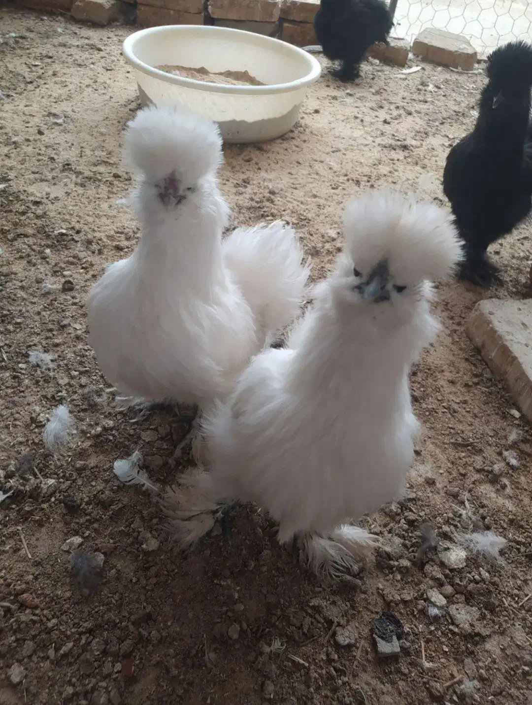 جوجه یک روزه تخم نطفه دار برهما ابریشمی و لهستانی|حیوانات مزرعه|شیراز, حافظیه|دیوار