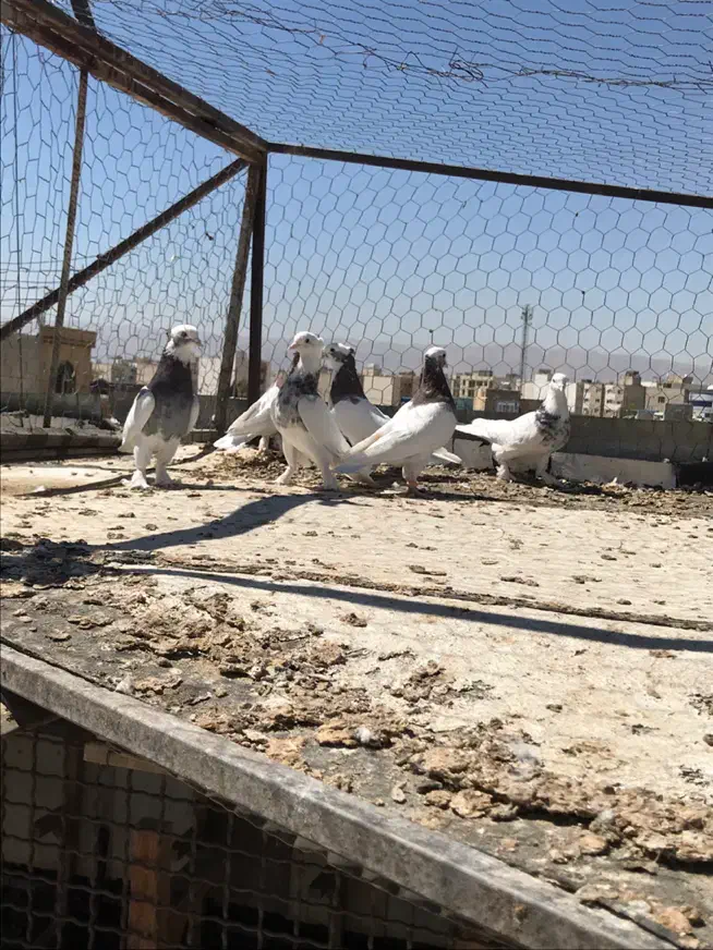 ۷ عدد کبوتر طوقی|پرنده|شیراز, دلجو|دیوار