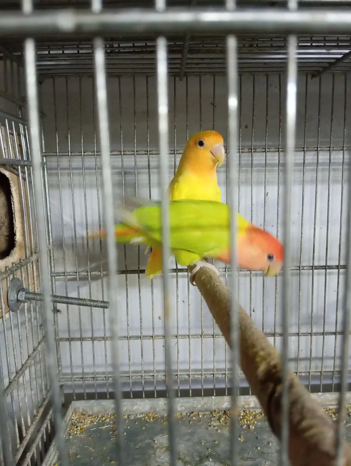 طوطی برزیلی مولد نژاد اوپال اورنج فیس|پرنده|تهران, نازیآباد|دیوار