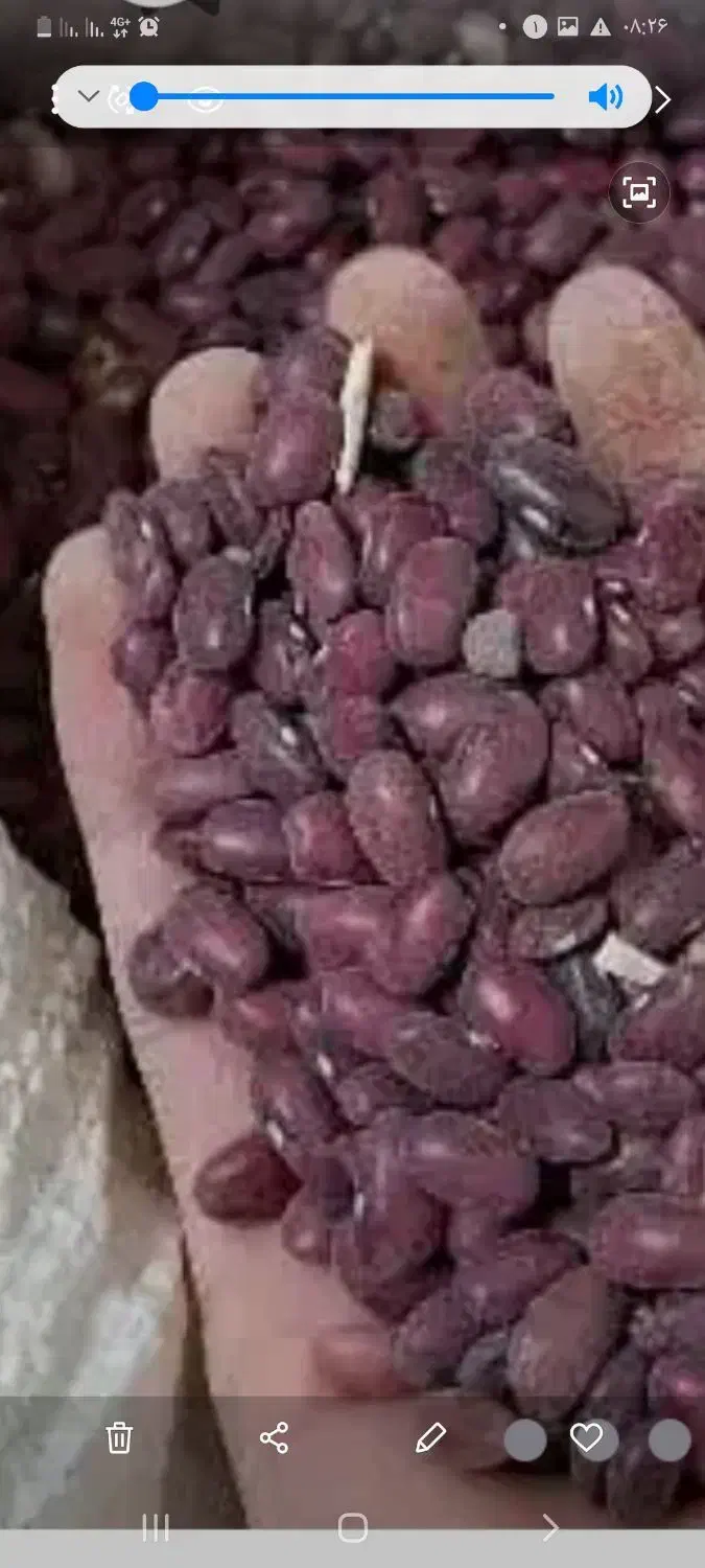 فروش لوبیا چیتی، قرمز، کپه، خرد و آشی|خوردنی و آشامیدنی|شیراز, میانرود|دیوار