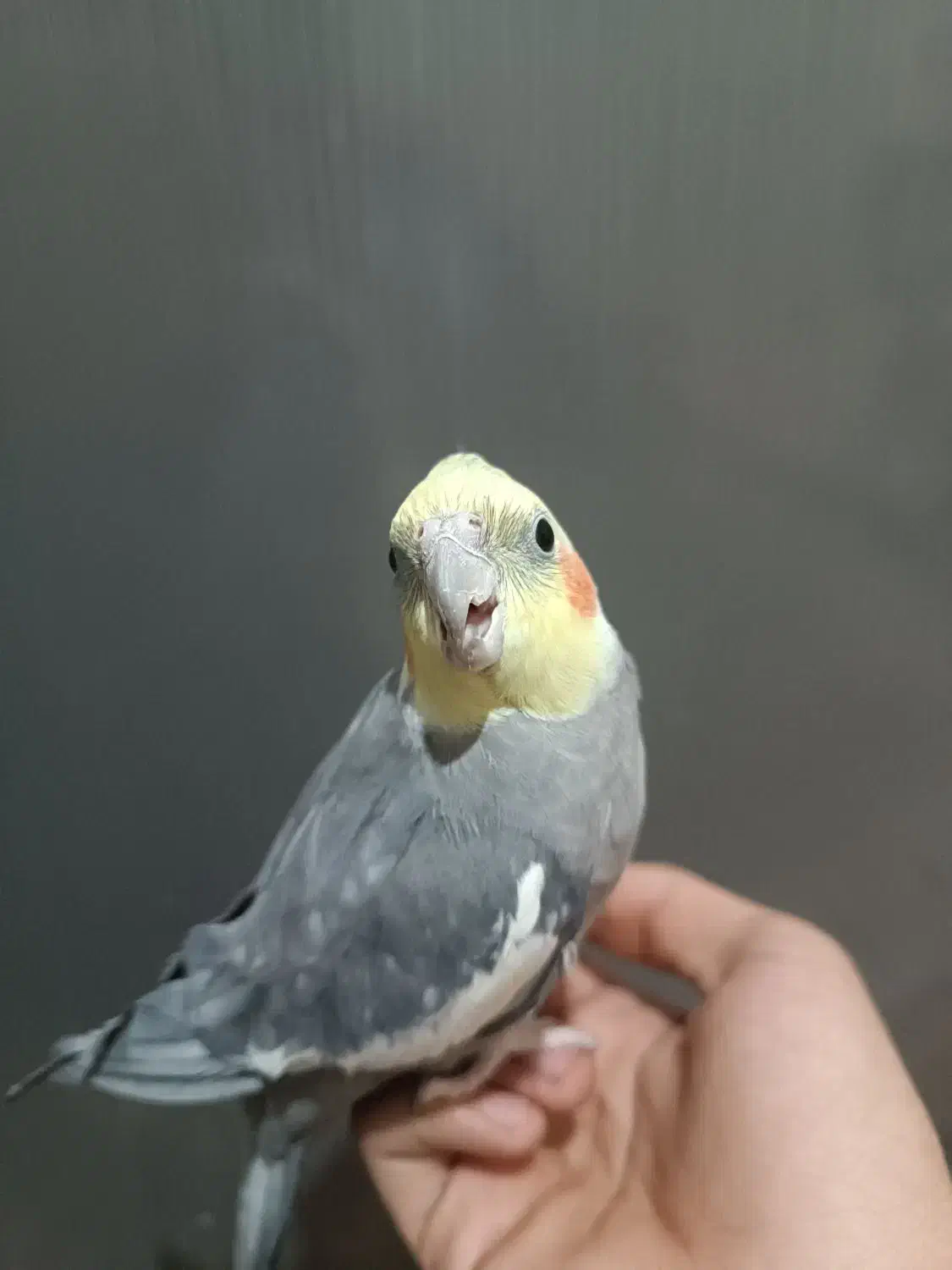 عروس هلندی|پرنده|گلستان (تهران), |دیوار