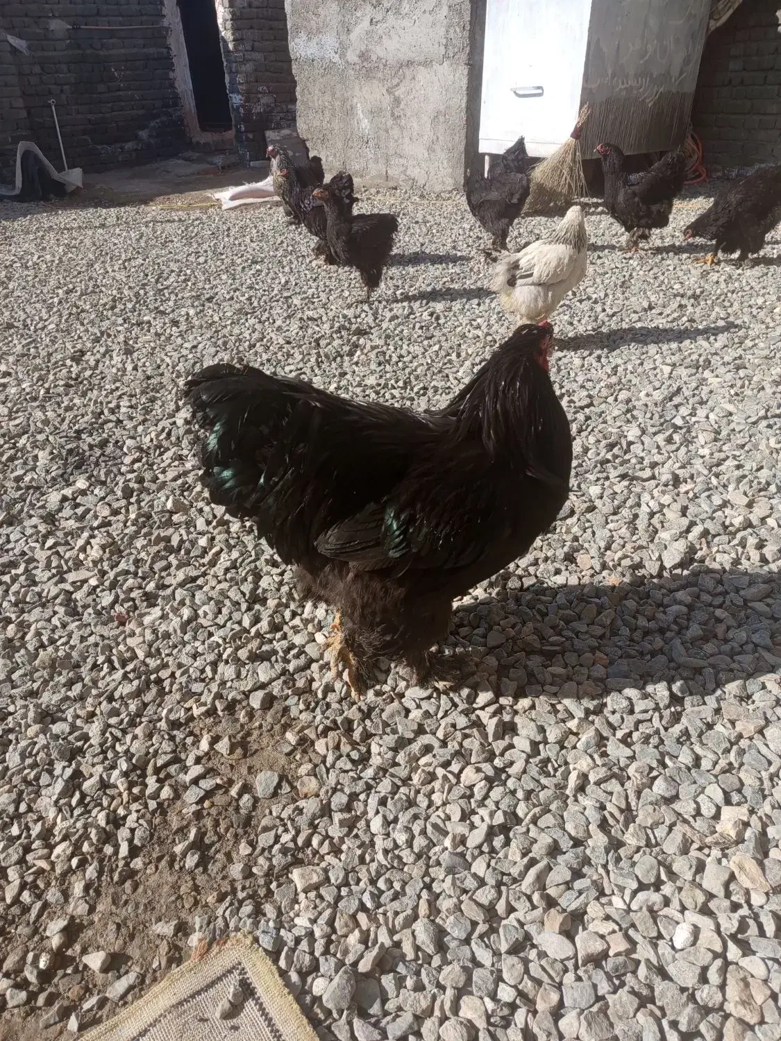 خروس برهما بلک|حیوانات مزرعه|نوشین شهر, |دیوار