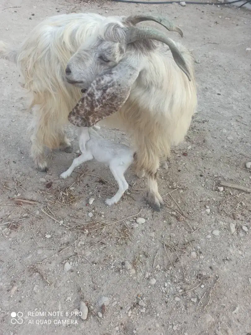 فروش بز دوقلو زا، با بره هم معاوضه میشود|حیوانات مزرعه|خورموج, |دیوار
