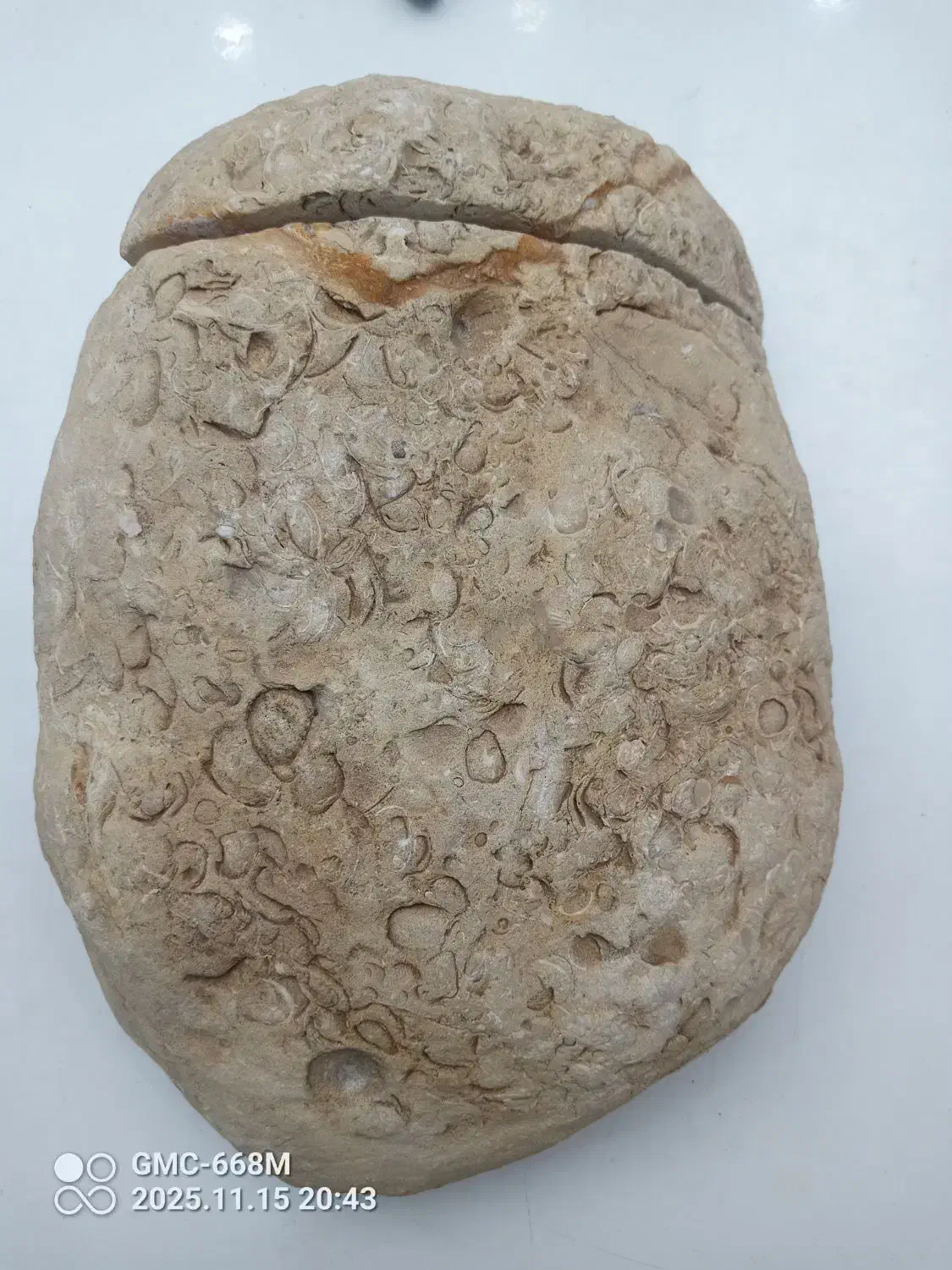 سنگ فسیلی بسیار نادر و قدمتدار|کلکسیون اشیاء عتیقه|چهارباغ, |دیوار