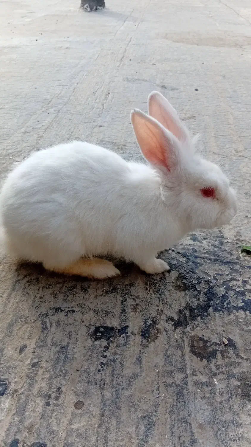 خرگوش چشم صورتی|موش و خرگوش|گنبد کاووس, |دیوار