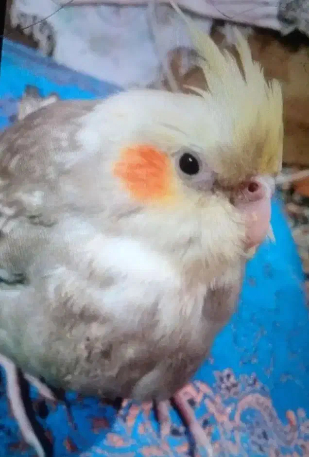 عروس هلندی گمشده|حیوانات|زابل, |دیوار