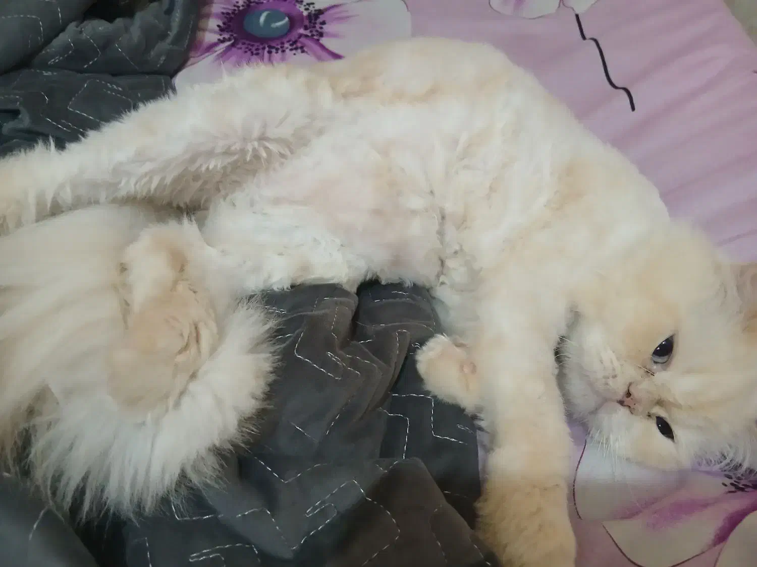 گربه پرشین|گربه|فردیس, شهرک شهید حسینی|دیوار