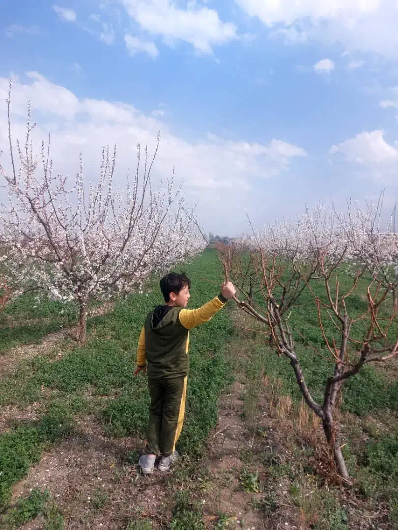 باغ و باغچه به متراژ ۱۳/۵۰۰|فروش دفتر صنعتی، کشاورزی، تجاری|نوشین شهر, |دیوار