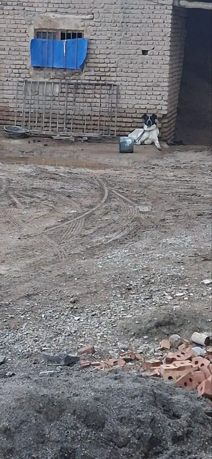 سگ سرابی|سگ|صوفیان, |دیوار