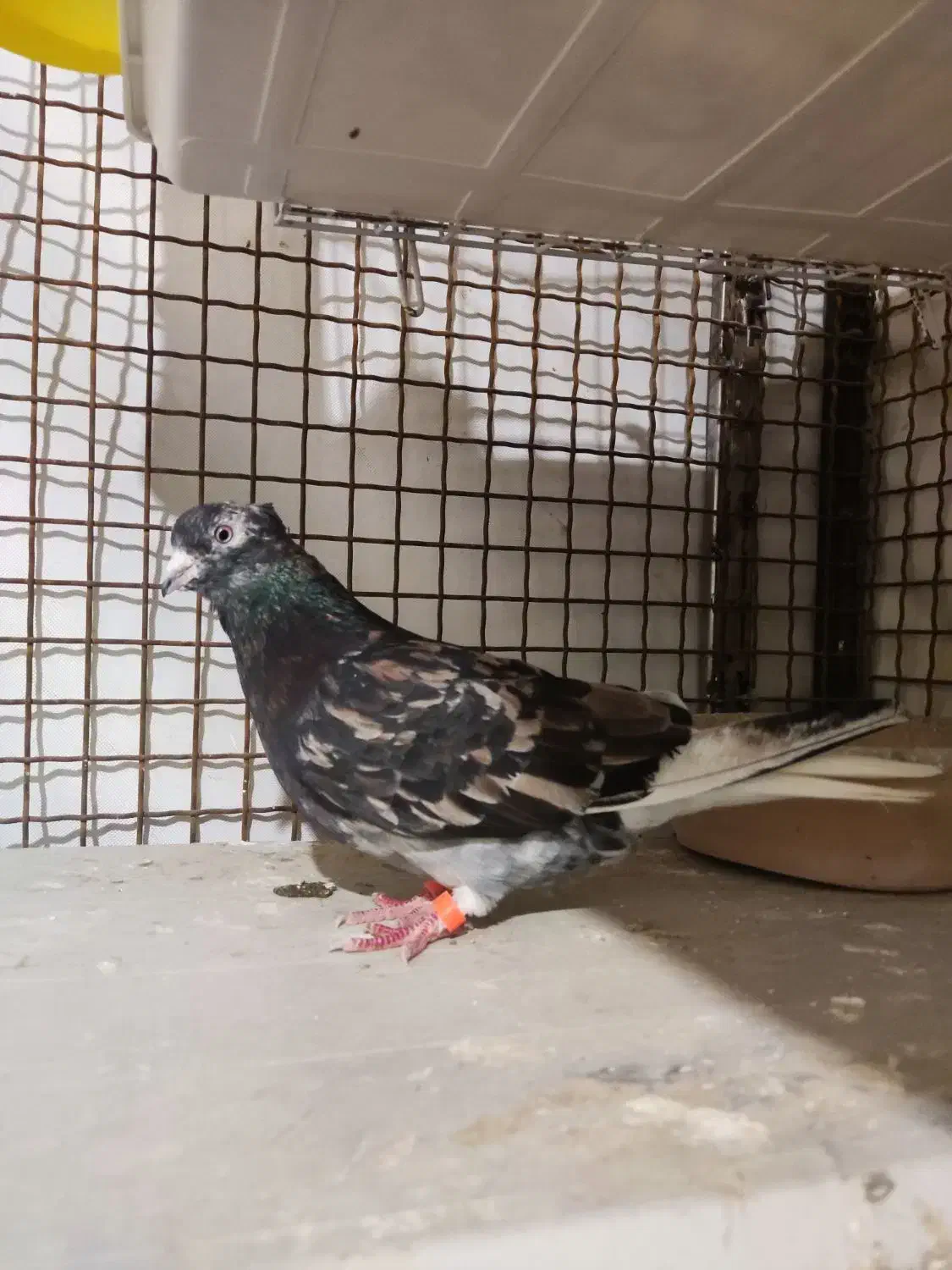 کبوتر.رنگی.دم سفید.سرور|پرنده|گنبد کاووس, |دیوار