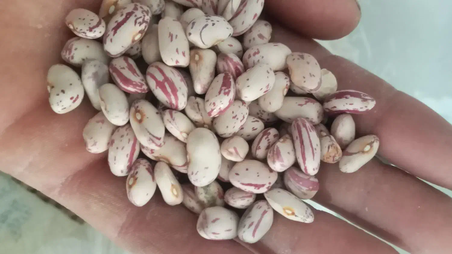 لوبیا چیتی تابستانه|خوردنی و آشامیدنی|سیلوانه, |دیوار