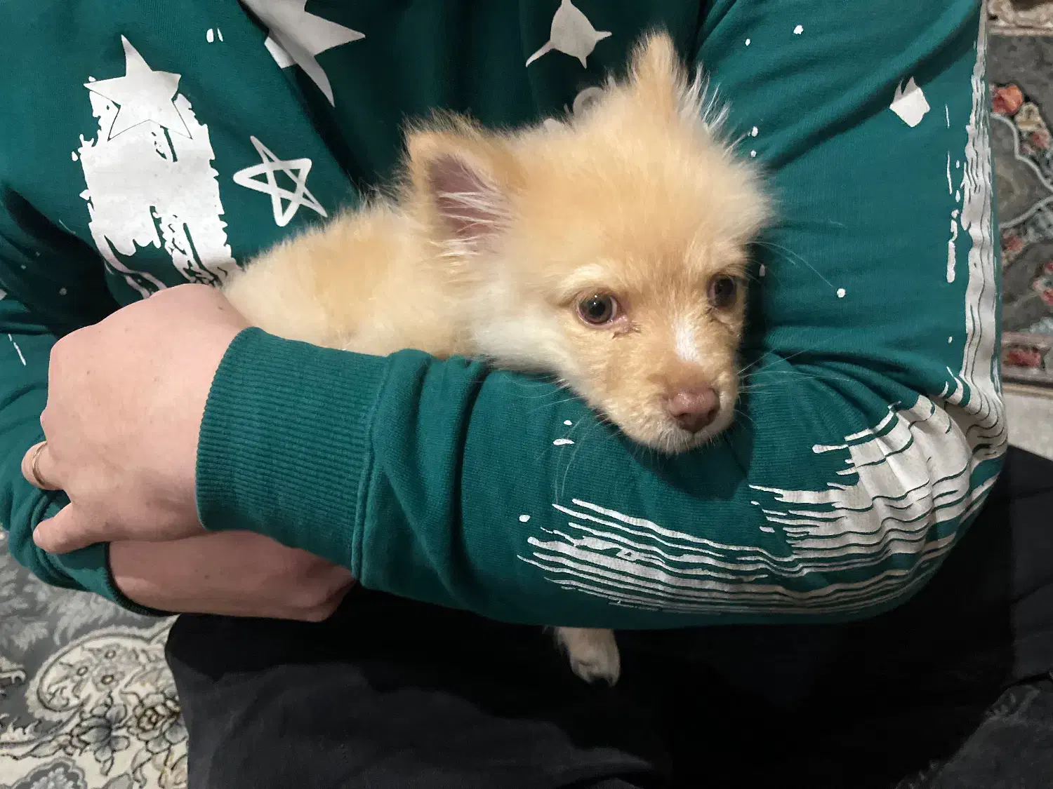 سگ پامر|سگ|قدس, شهرقدس|دیوار