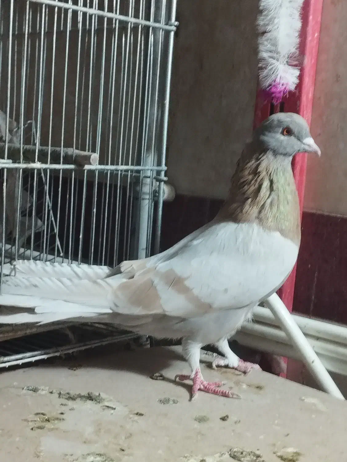 نر کو|پرنده|اشنویه, |دیوار