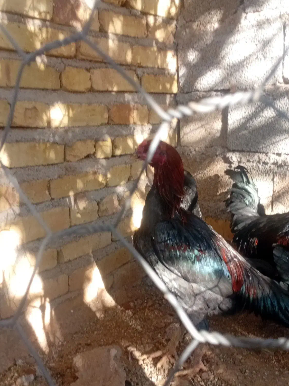 مرغ ویروس رسمی|حیوانات مزرعه|قیدار, |دیوار