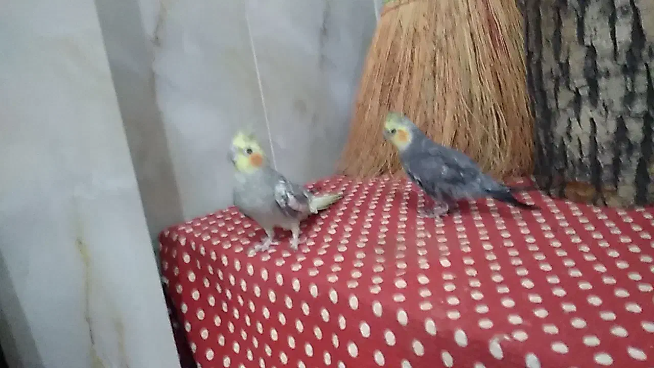 عروس هلندی نرو ماده نر سخنگو معاوضه با کفتر یا....|پرنده|فریدونشهر, |دیوار