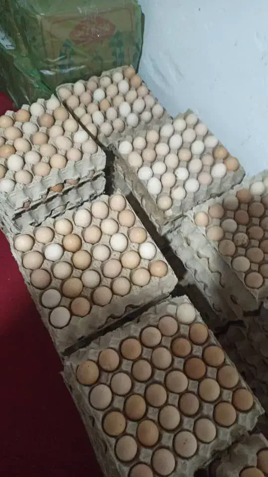 تخم مرغ گلپایگانی|حیوانات مزرعه|شاهینشهر, شهرک میلاد|دیوار